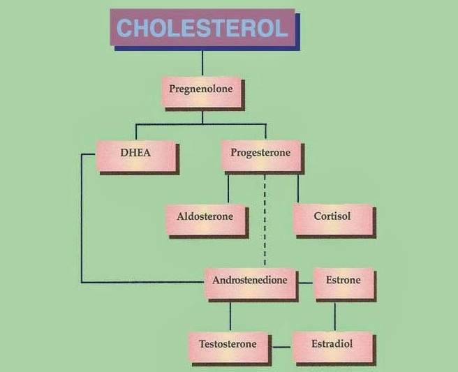 cholesterol hormone chart