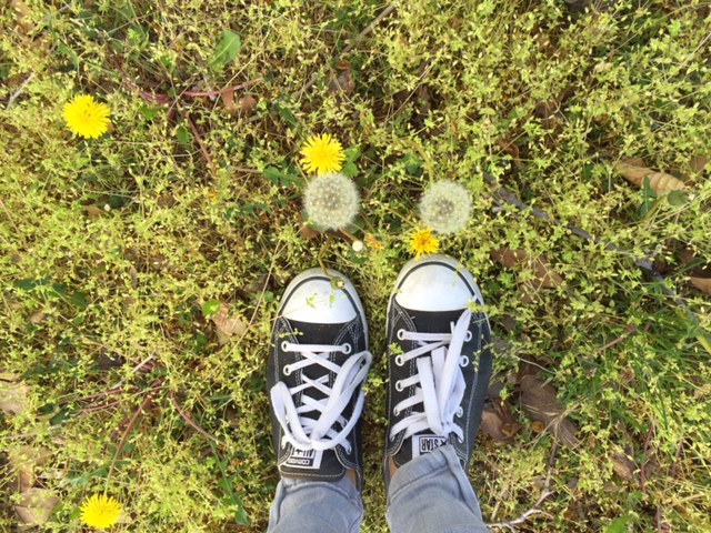 Dandelions