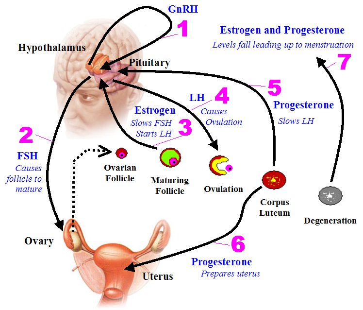 Hormonal Cycle in Women