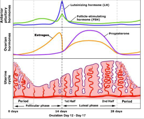 One randomly short luteal phase?