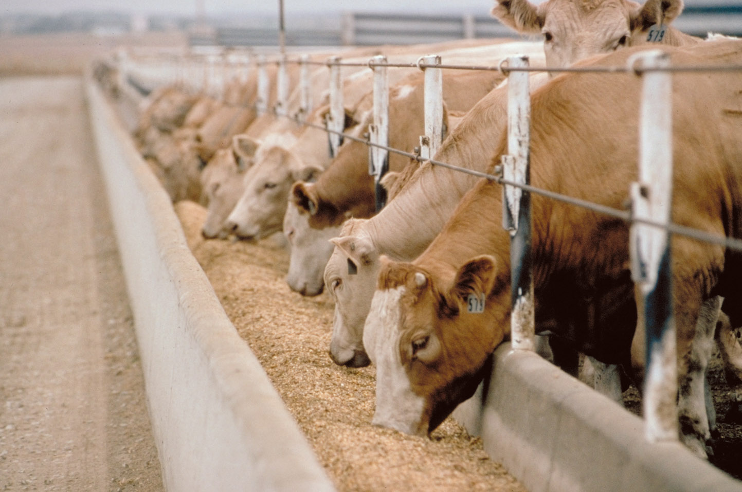 feedlot