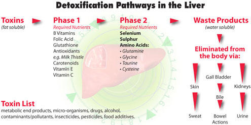 Liver Detoxification pathways