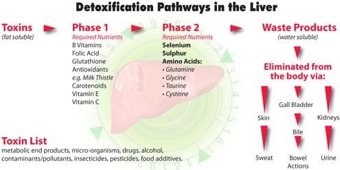 Liver health and hormonal balance