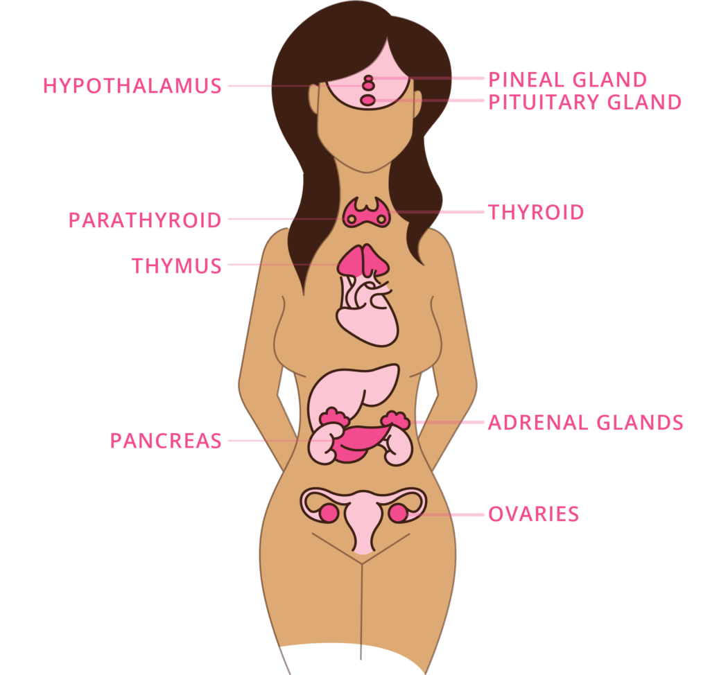 Nicole Jardim on Instagram: “The constant ebb and flow of hormones that  guide the menstrual cycle don't just affect reproductive anatomy. They also  reshape the brain.” 🧠⁠ ⁠ To be honest, these