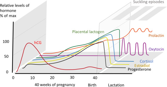 Pregnancy, breastfeeding and hormones