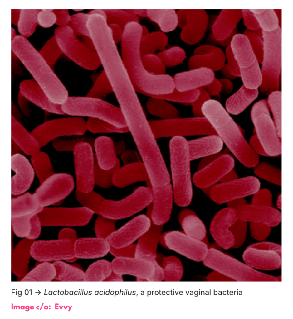 Lactobacillus